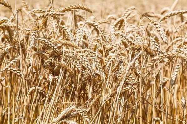 突尼斯国家粮食局买入10万吨软小麦和7.5万吨饲料大麦